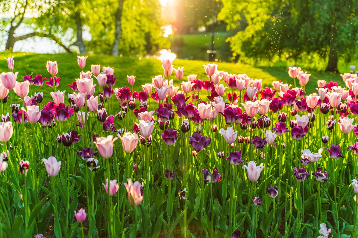 春天松花紫花