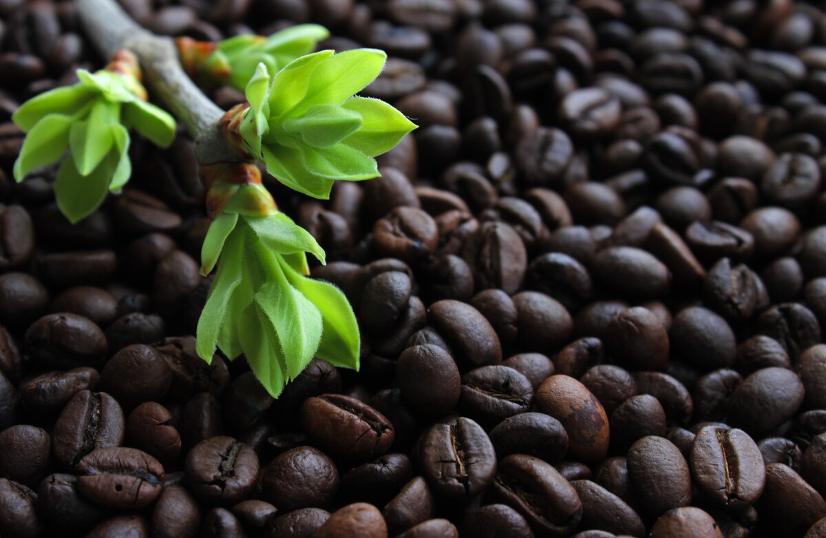 咖啡豆食物咖啡