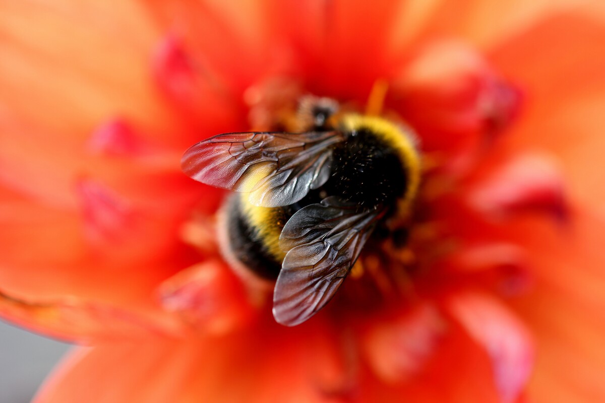 宏红花蜜蜂