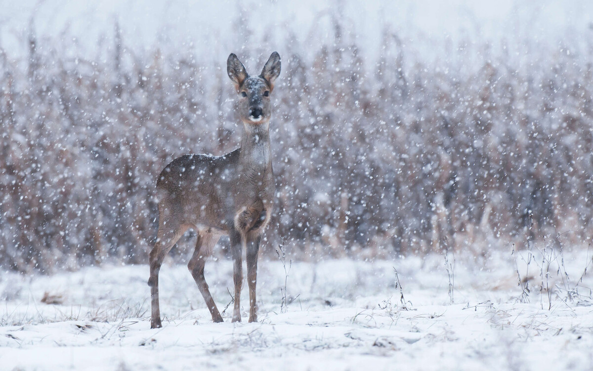 雪冬天鹿