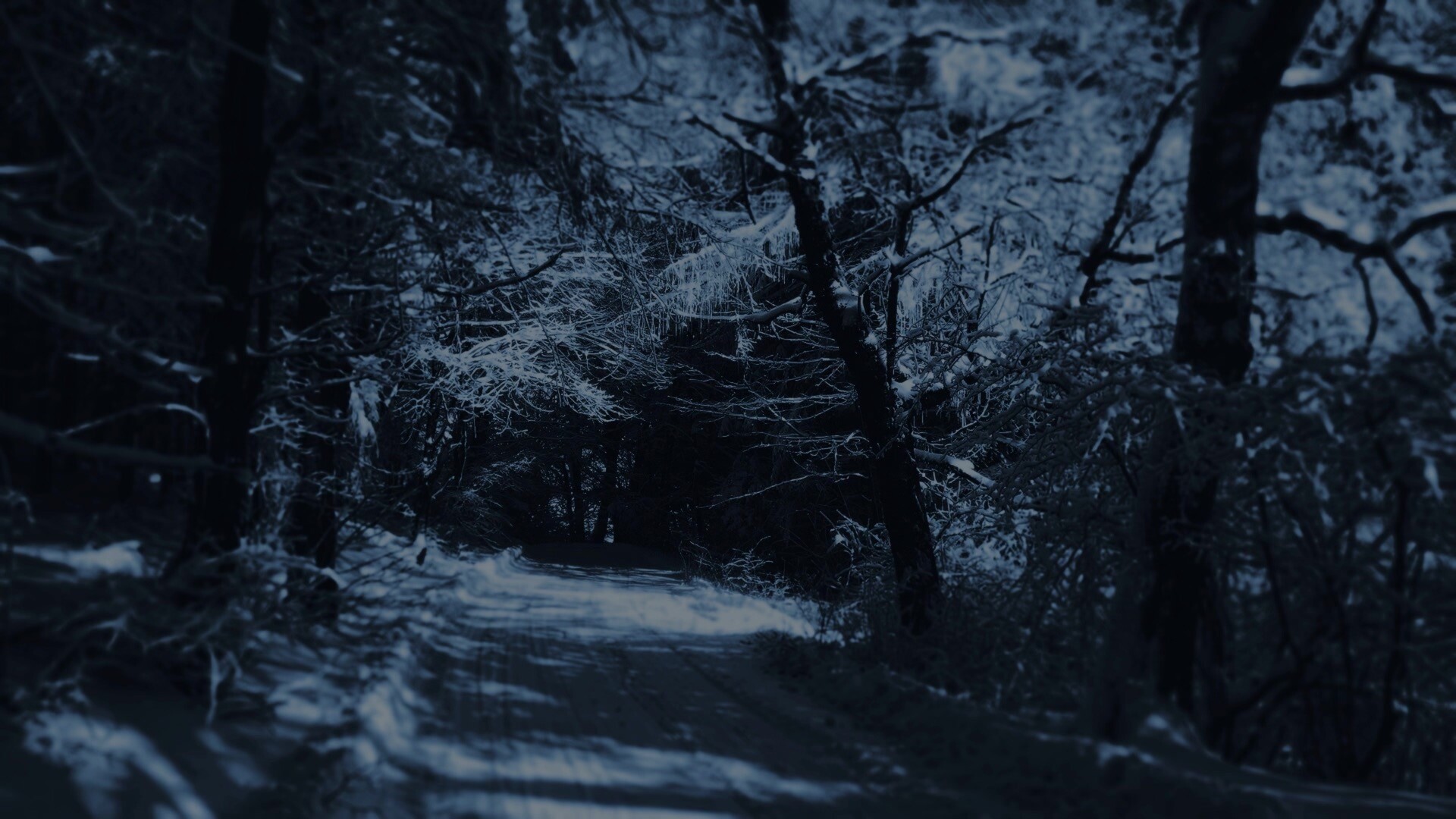 安静的林中小路Mac动态壁纸
