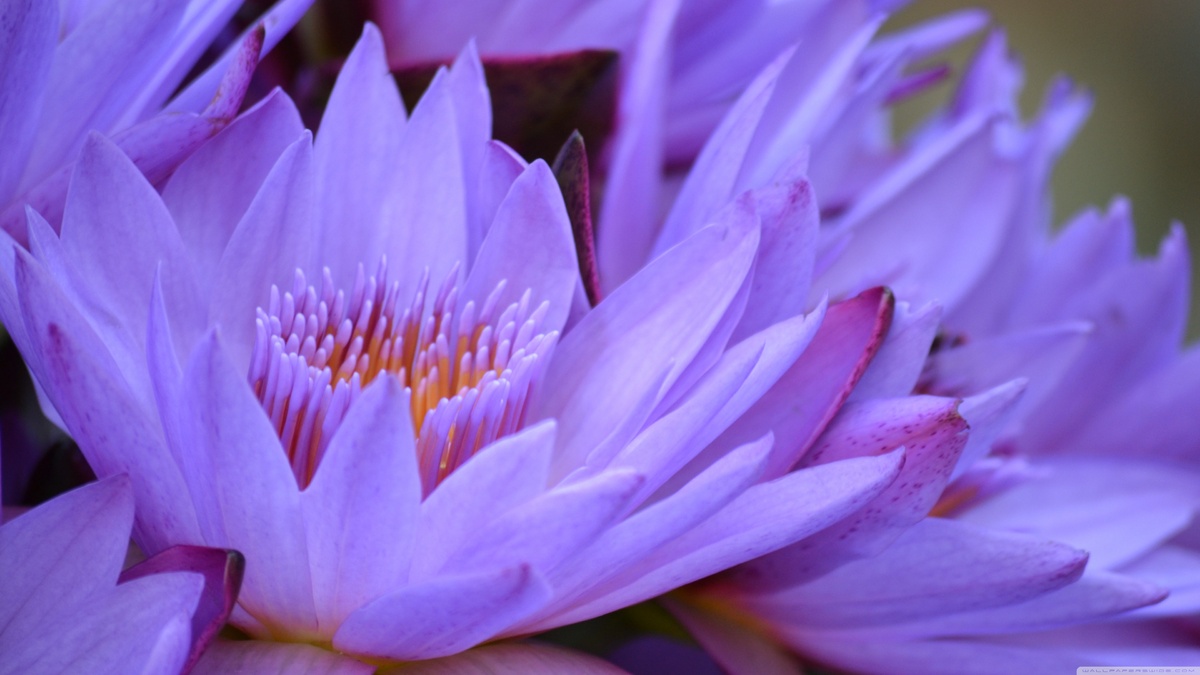 蓮花