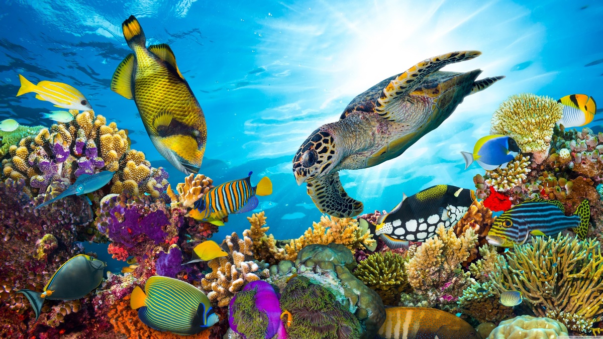 珊瑚礁、魚類、海龜、海洋、海洋生物，。..